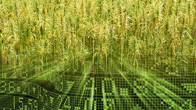CANNABIS INVESTMENTS